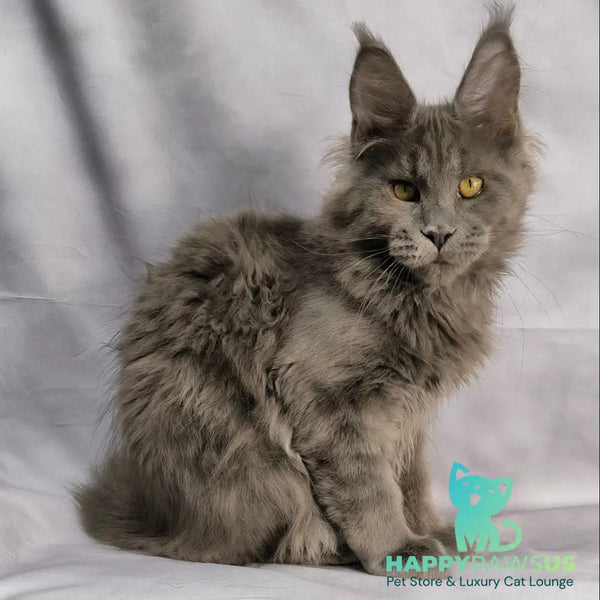 Fletcher Maine Coon male blue silver - live animals
