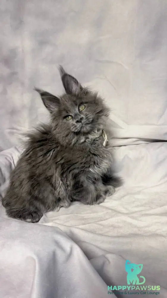 Fletcher Maine Coon male blue - live animals