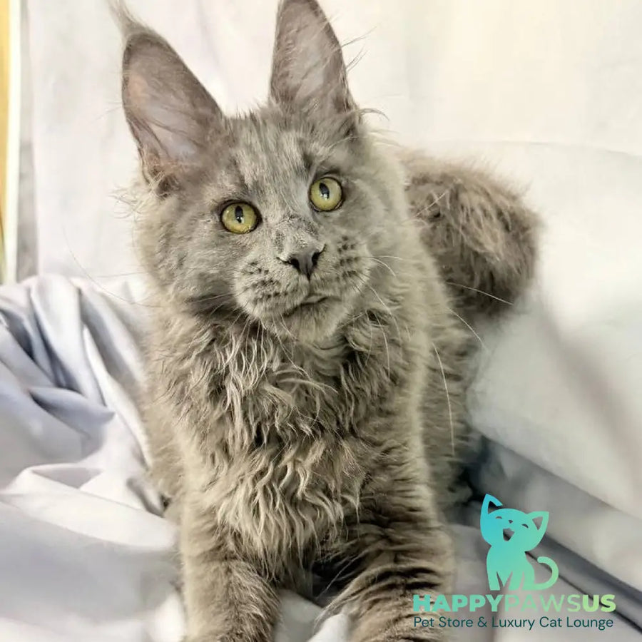 Fletcher Maine Coon male blue - live animals