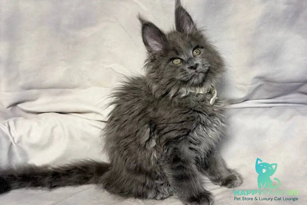 Fletcher Maine Coon male blue - live animals