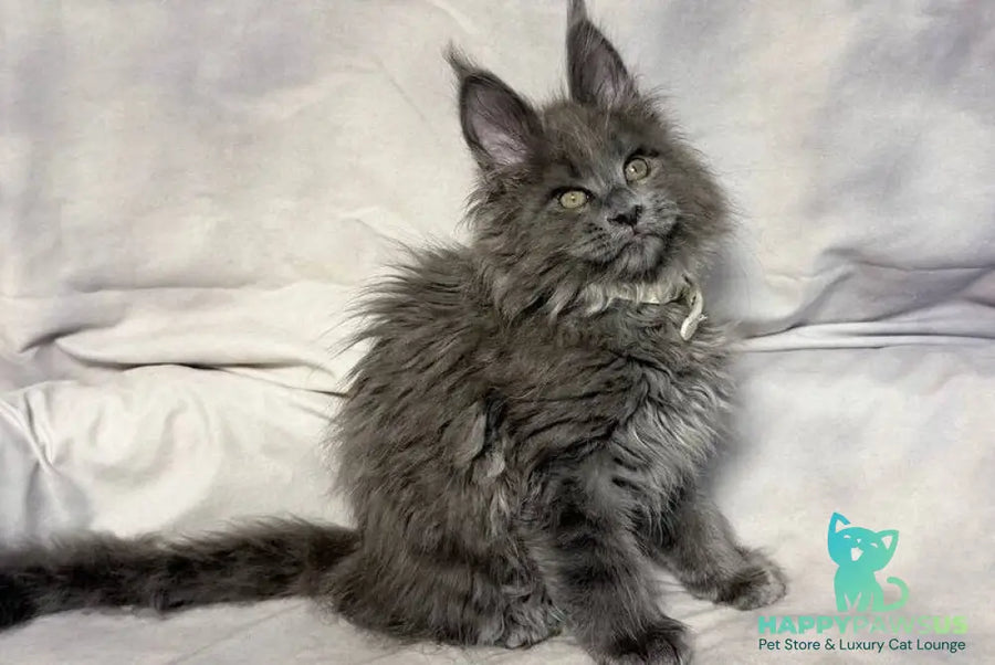 Fletcher Maine Coon male blue - live animals