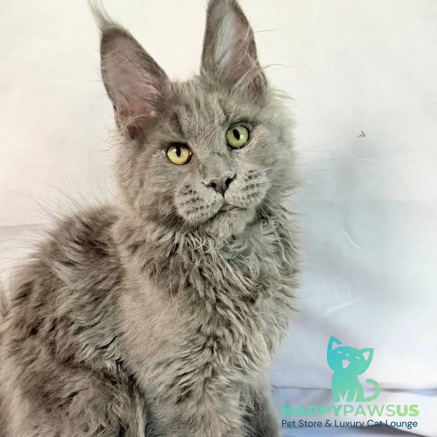 Fletcher Maine Coon male blue - live animals
