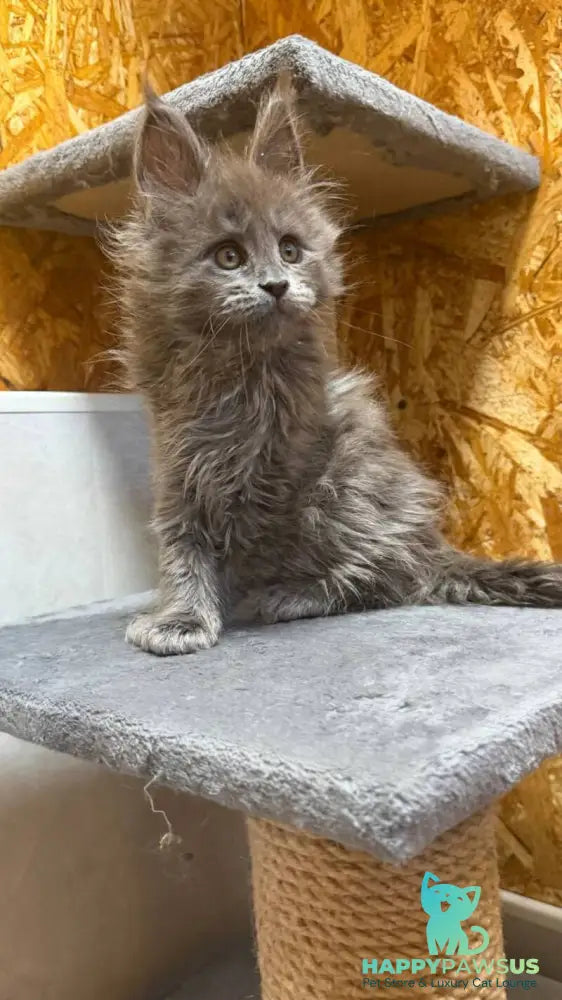Fletcher Maine Coon male blue - live animals