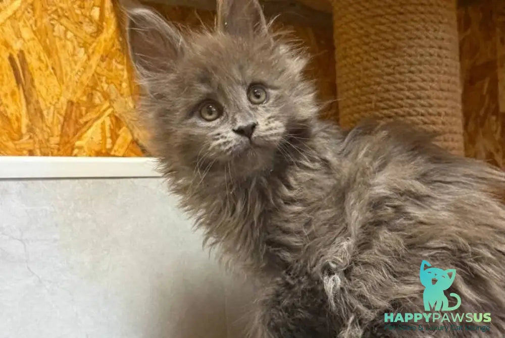 Fletcher Maine Coon male blue - live animals