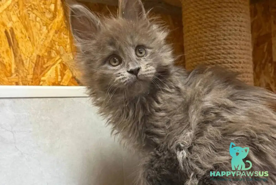Fletcher Maine Coon male blue - live animals