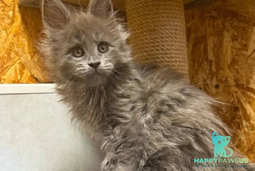Fletcher Maine Coon male blue - live animals