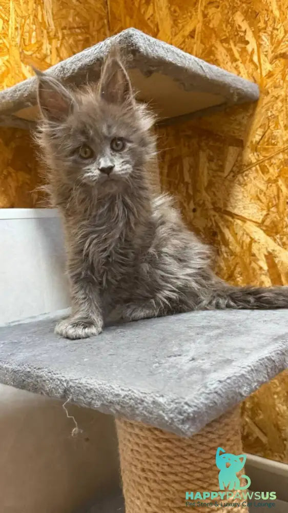 Fletcher Maine Coon male blue - live animals