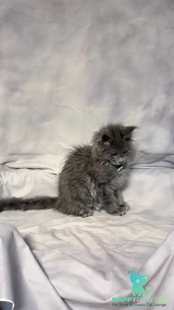 Fletcher Maine Coon male blue - live animals