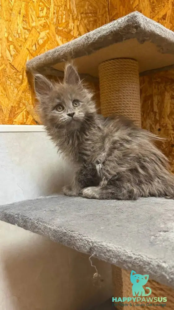 Fletcher Maine Coon male blue - live animals