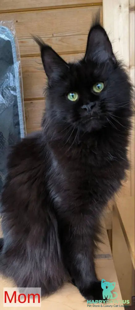 Fletcher Maine Coon male blue - live animals