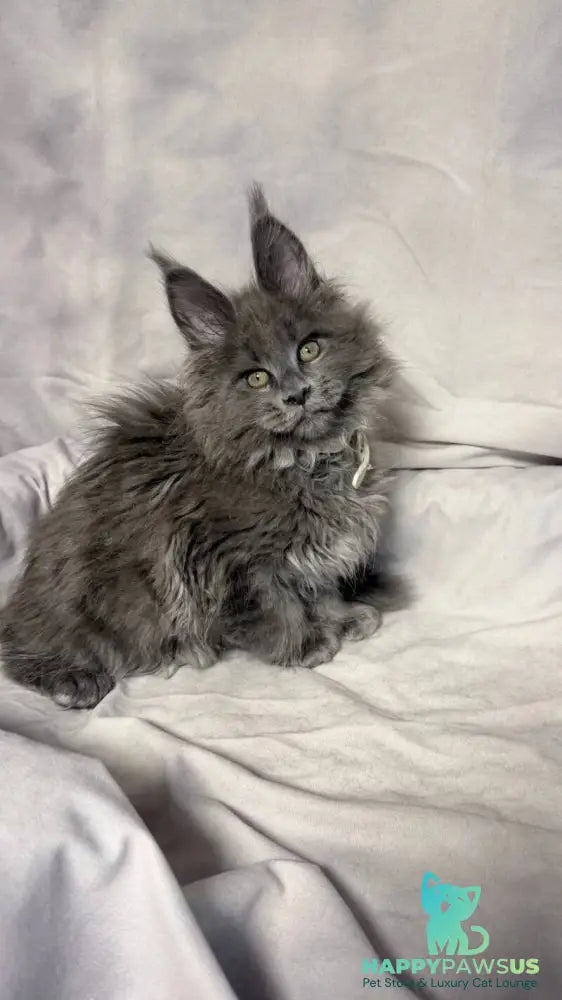 Fletcher Maine Coon male blue - live animals