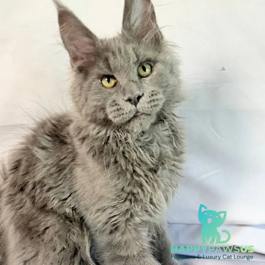 Fletcher Maine Coon male blue - live animals