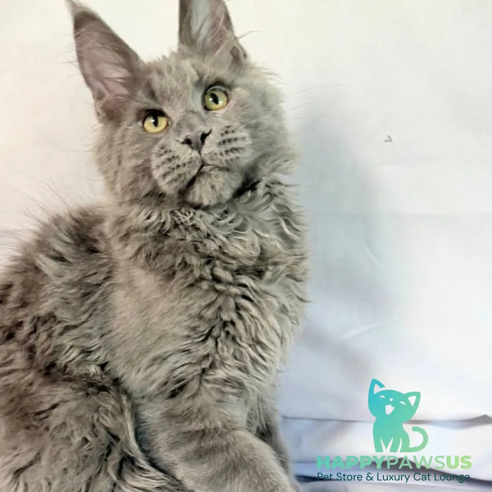 Fletcher Maine Coon male blue - live animals