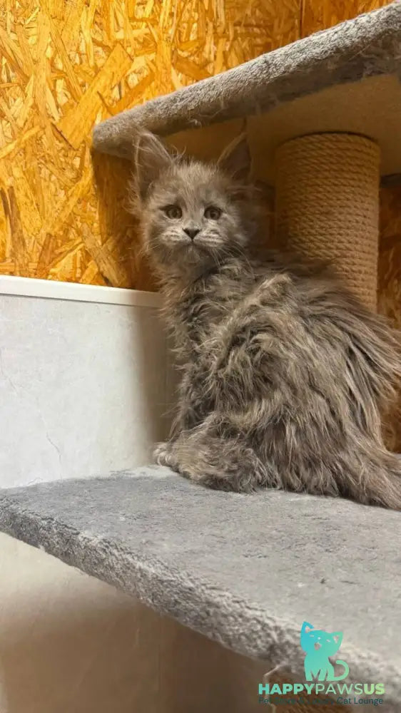 Fletcher Maine Coon male blue - live animals