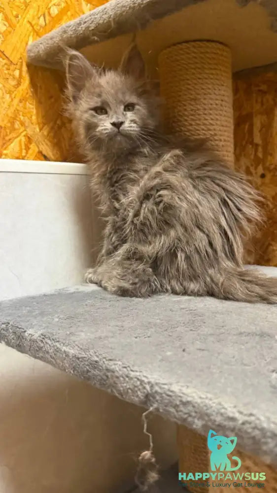 Fletcher Maine Coon male blue - live animals