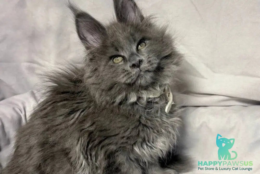 Fletcher Maine Coon male blue - live animals