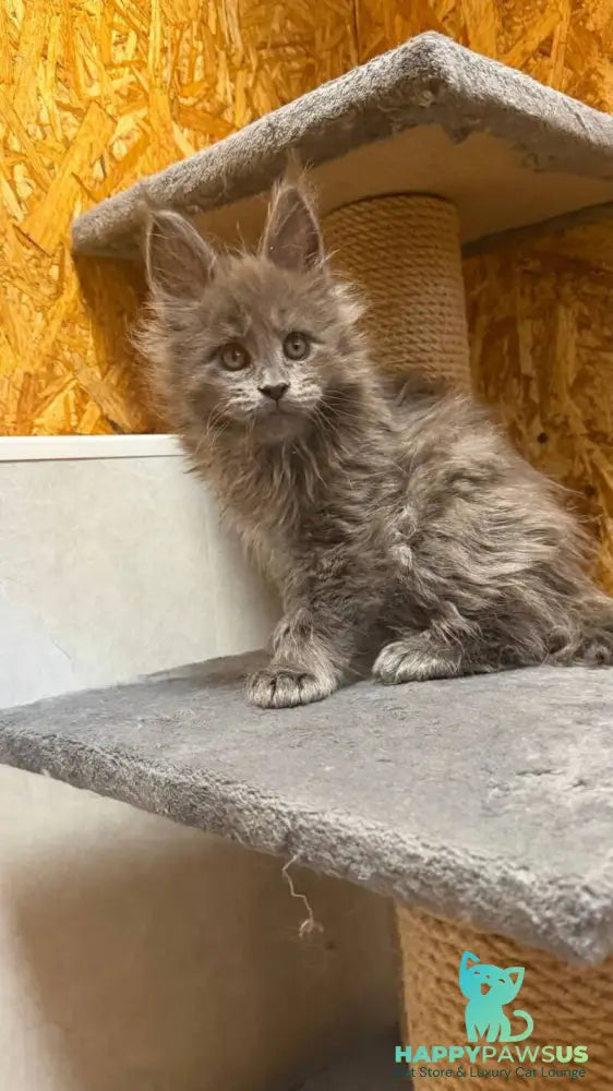 Fletcher Maine Coon male blue - live animals