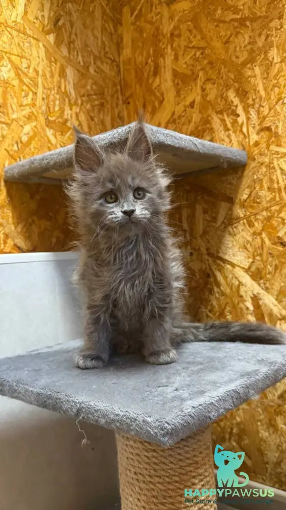 Fletcher Maine Coon male blue - live animals