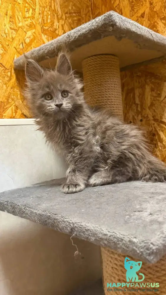 Fletcher Maine Coon male blue - live animals