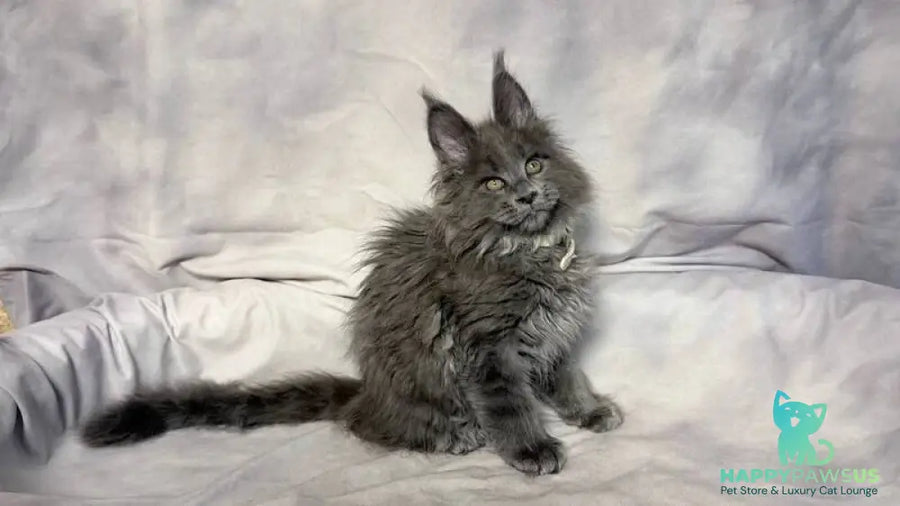Fletcher Maine Coon male blue - live animals