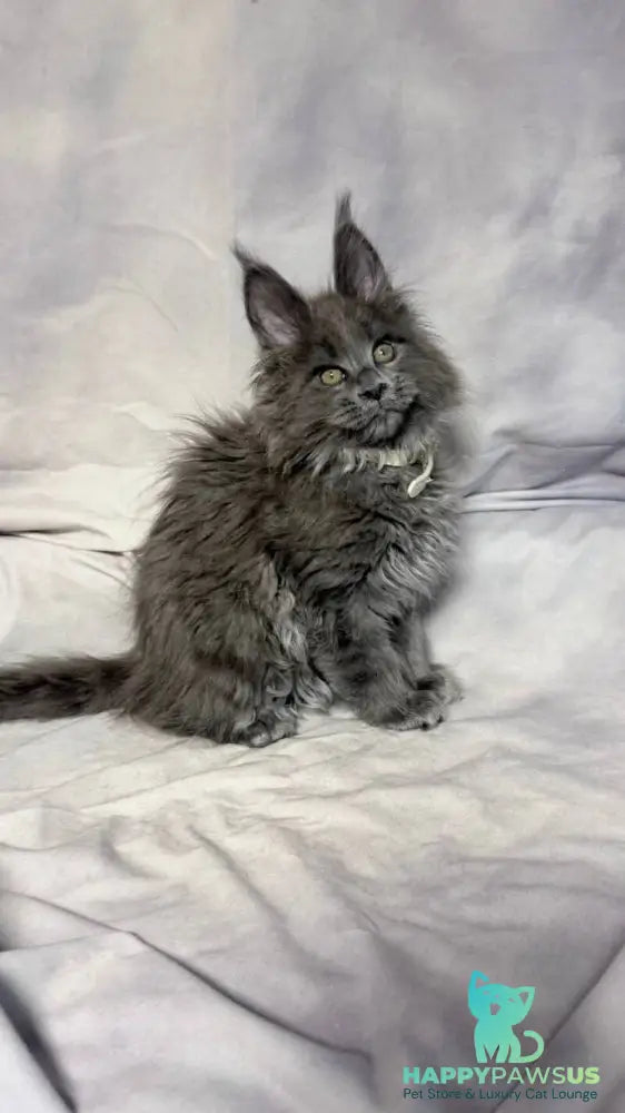 Fletcher Maine Coon male blue - live animals