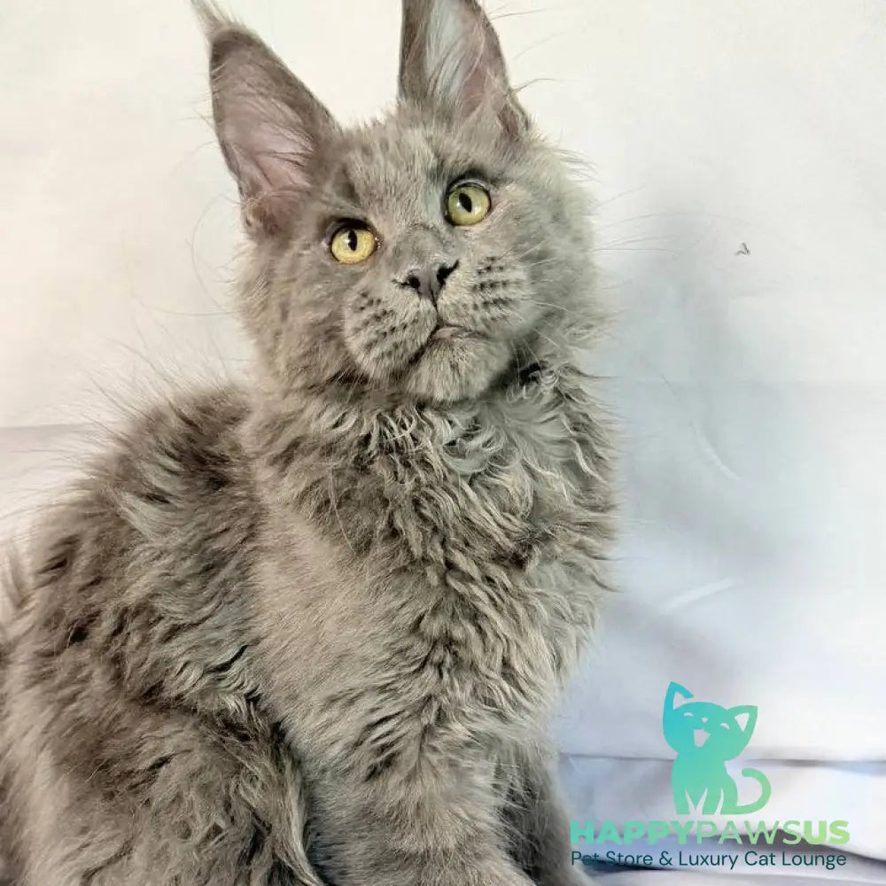 Fletcher Maine Coon male blue - live animals