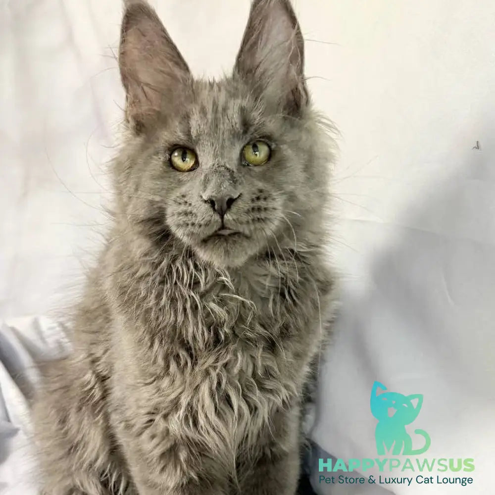 Fletcher Maine Coon male blue - live animals