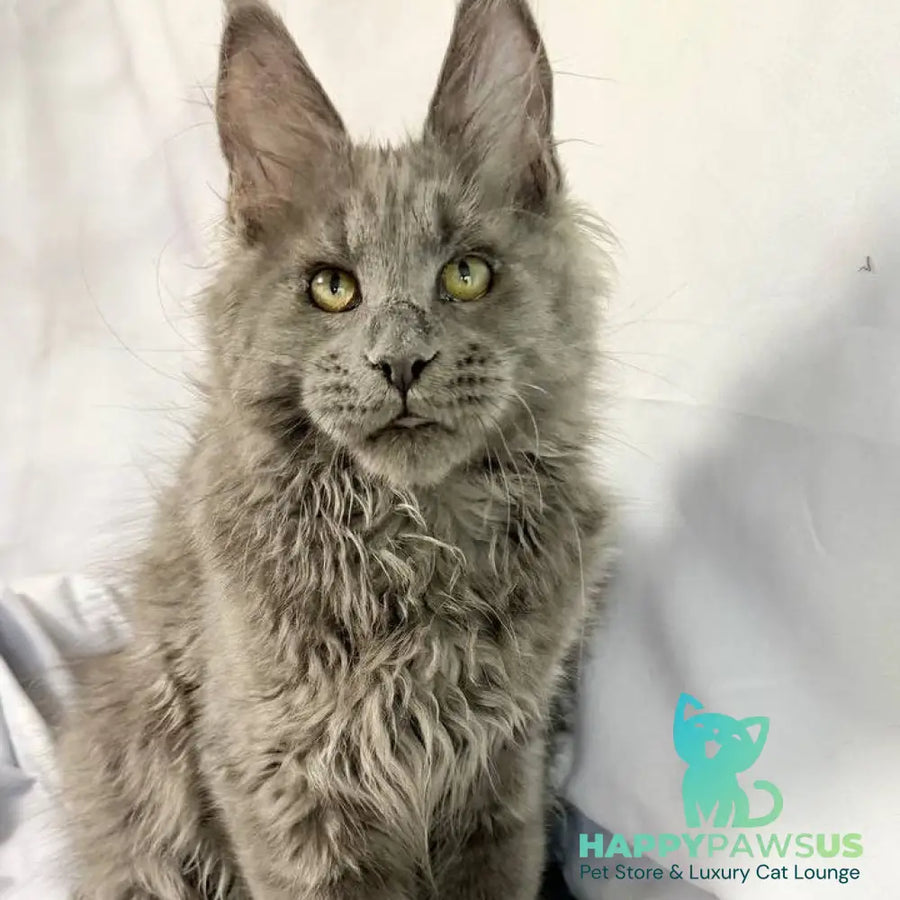 Fletcher Maine Coon male blue - live animals