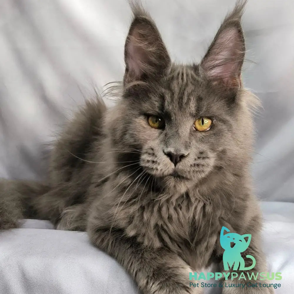 Fletcher Maine Coon male blue silver - live animals