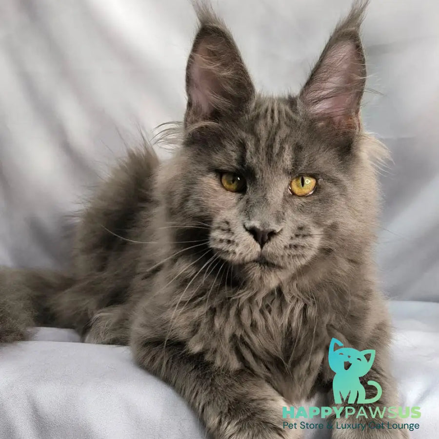 Fletcher Maine Coon male blue silver - live animals