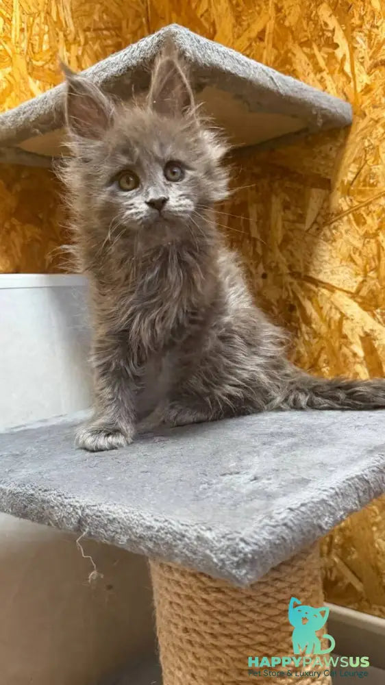 Fletcher Maine Coon male blue - live animals