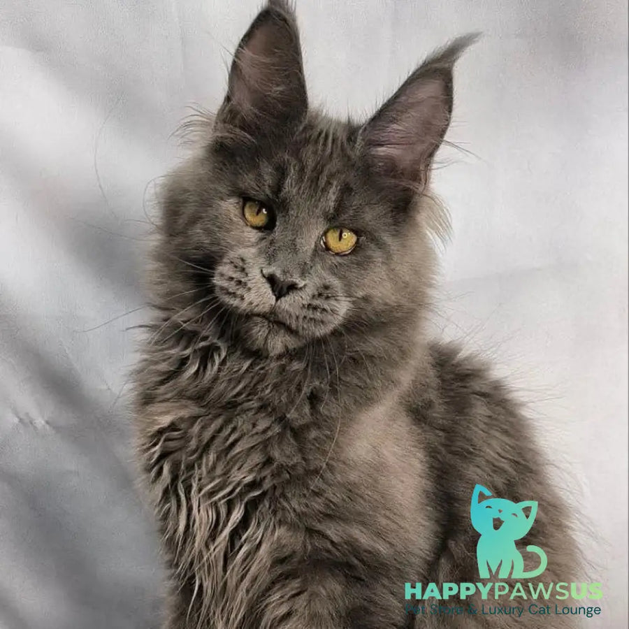 Fletcher Maine Coon male blue silver - live animals