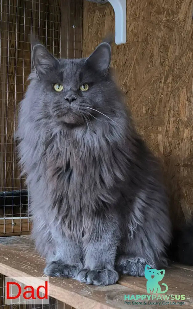 Fletcher Maine Coon male blue - live animals