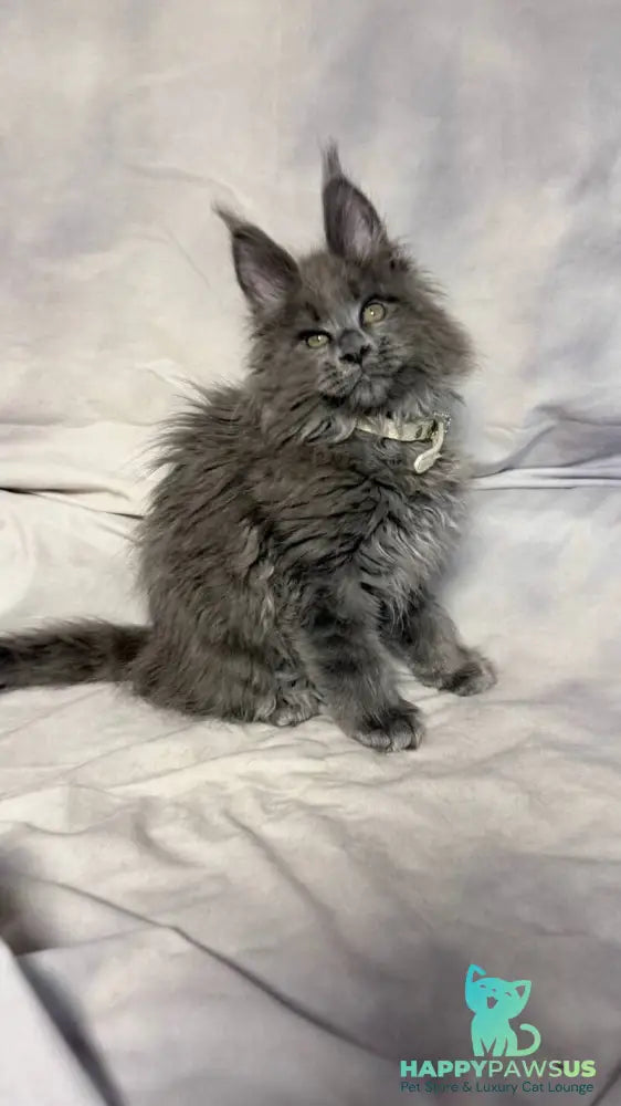 Fletcher Maine Coon male blue - live animals