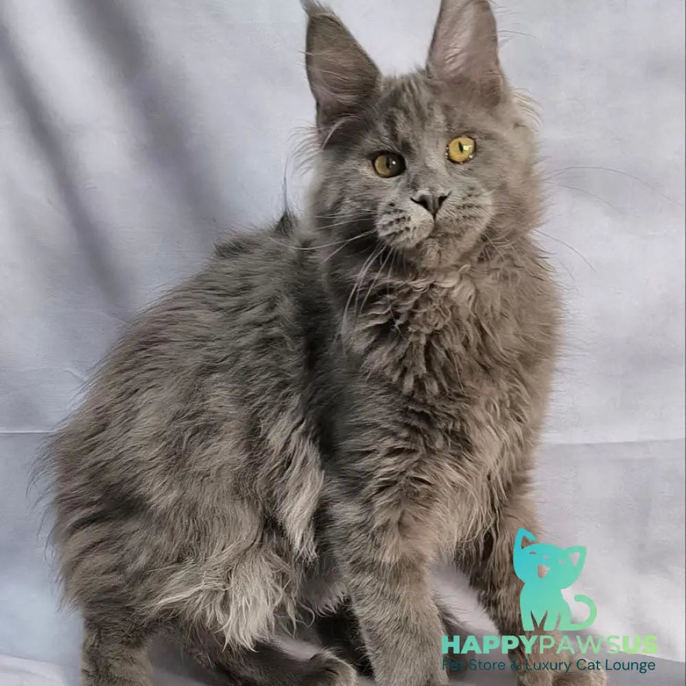 Fletcher Maine Coon male blue silver - live animals