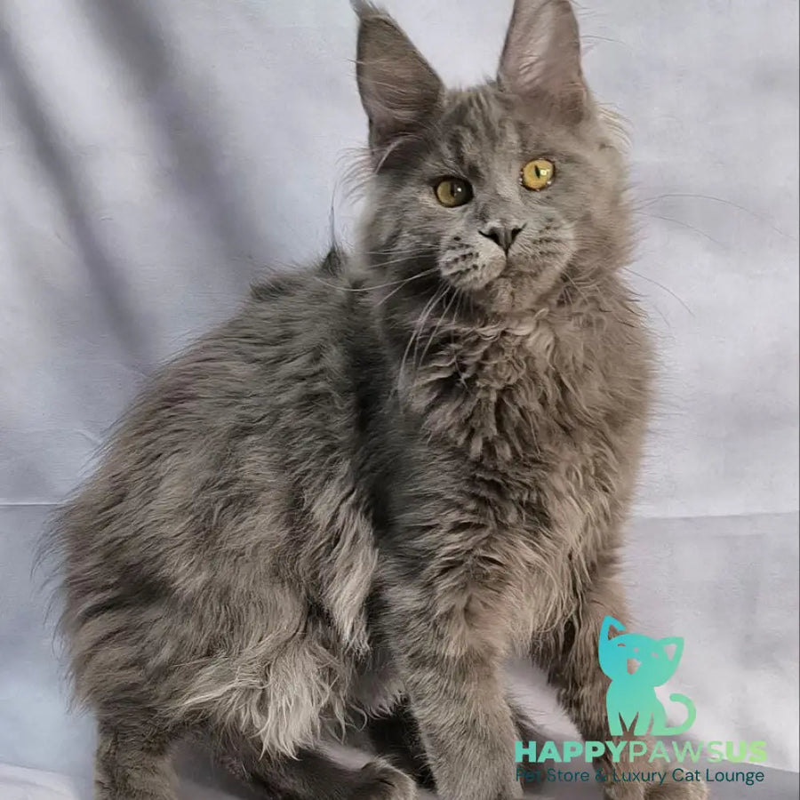 Fletcher Maine Coon male blue silver - live animals