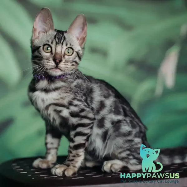 Fleur Bengal female black silver spotted tabby - live animals