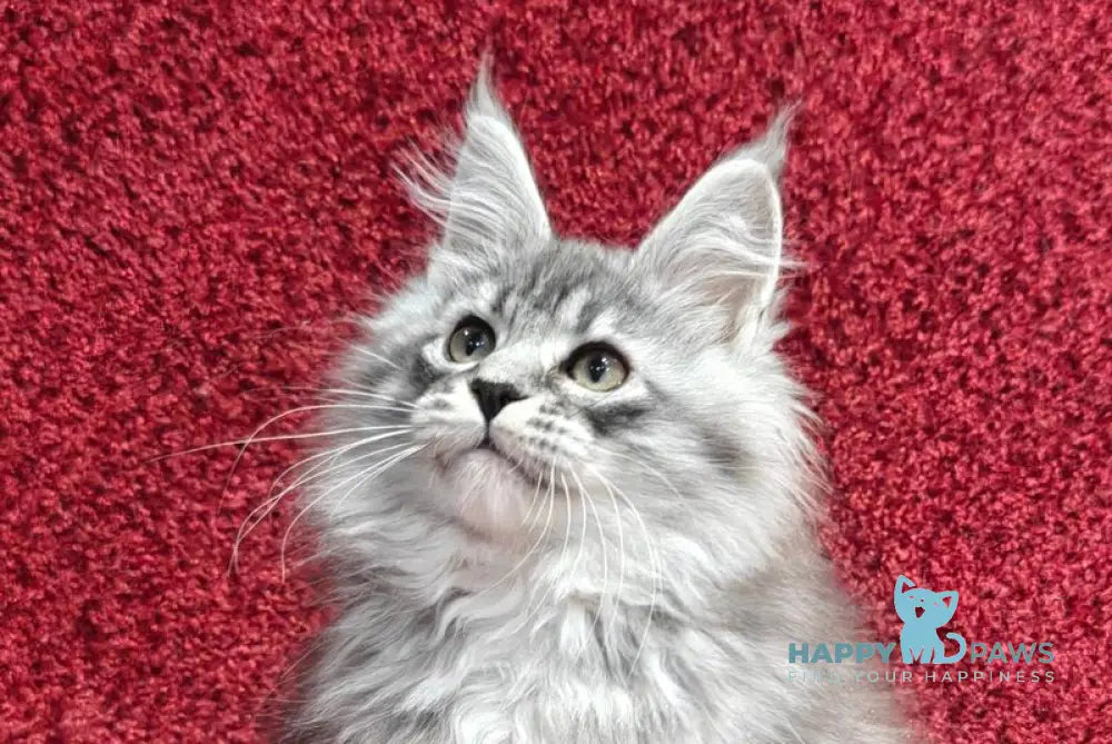 Fleur Maine Coon female black silver spotted tabby live animals