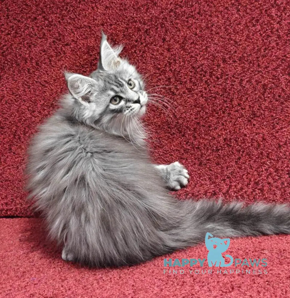 Fleur Maine Coon female black silver spotted tabby live animals