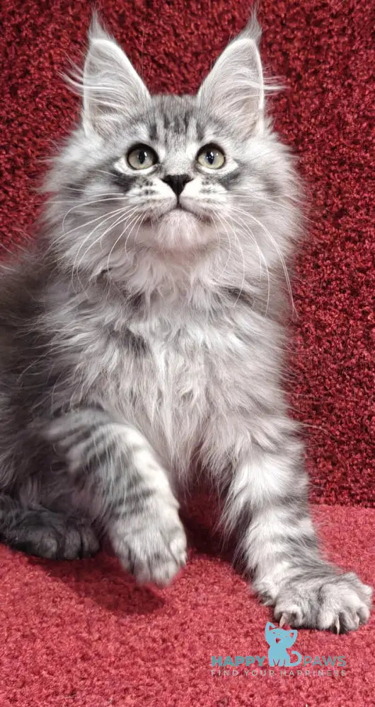 Fleur Maine Coon female black silver spotted tabby live animals