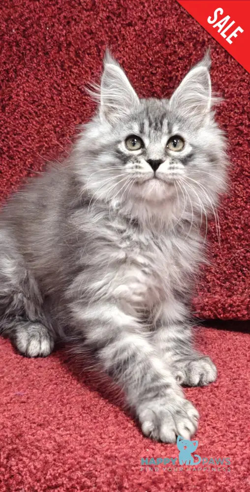 Fleur Maine Coon female black silver spotted tabby live animals