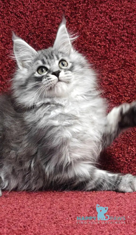 Fleur Maine Coon female black silver spotted tabby live animals