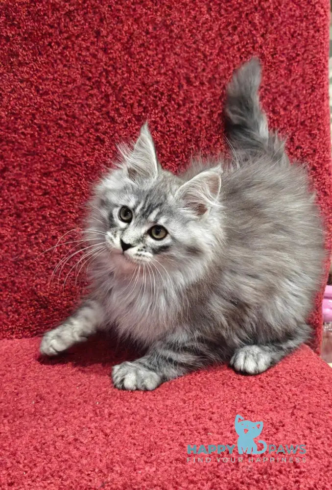 Fleur Maine Coon female black silver spotted tabby live animals