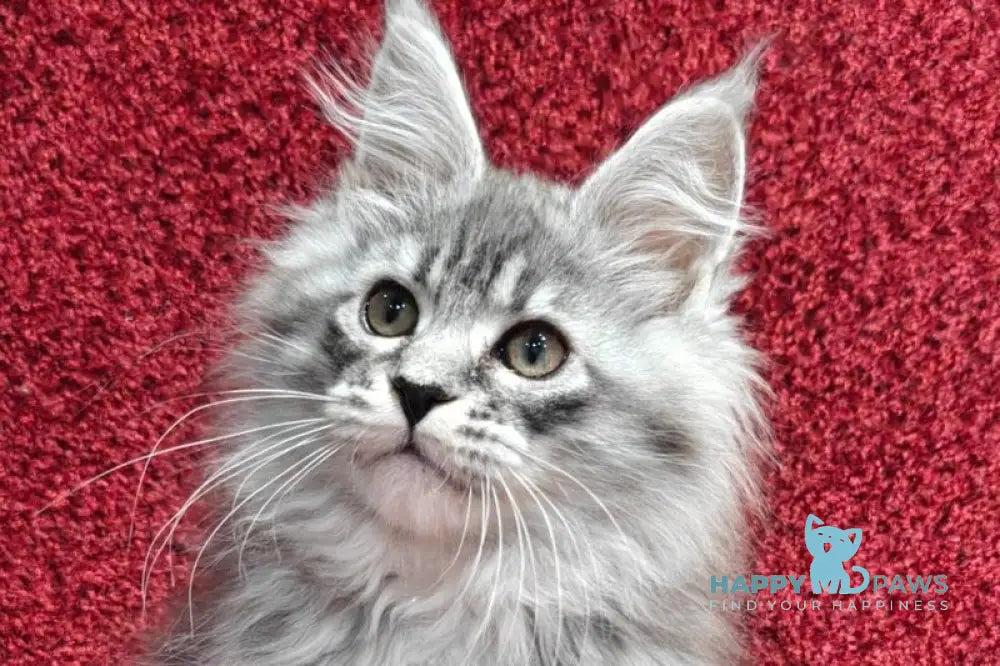 Fleur Maine Coon female black silver spotted tabby live animals