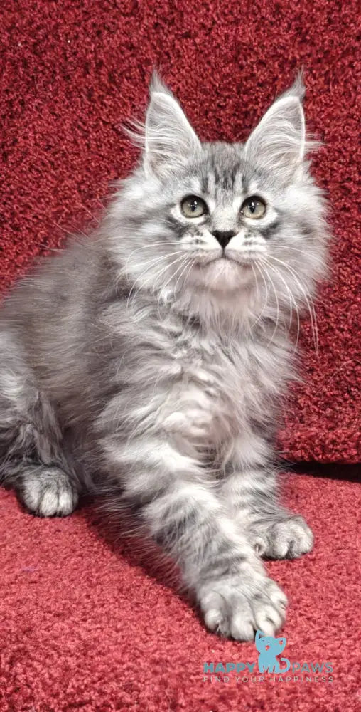 Fleur Maine Coon female black silver spotted tabby live animals