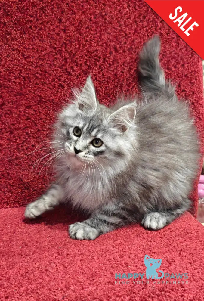 Fleur Maine Coon female black silver spotted tabby live animals