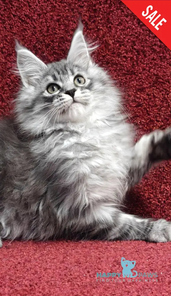 Fleur Maine Coon female black silver spotted tabby live animals