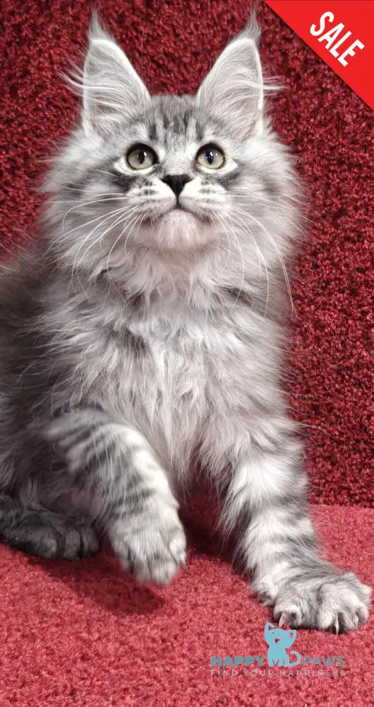 Fleur Maine Coon female black silver spotted tabby live animals