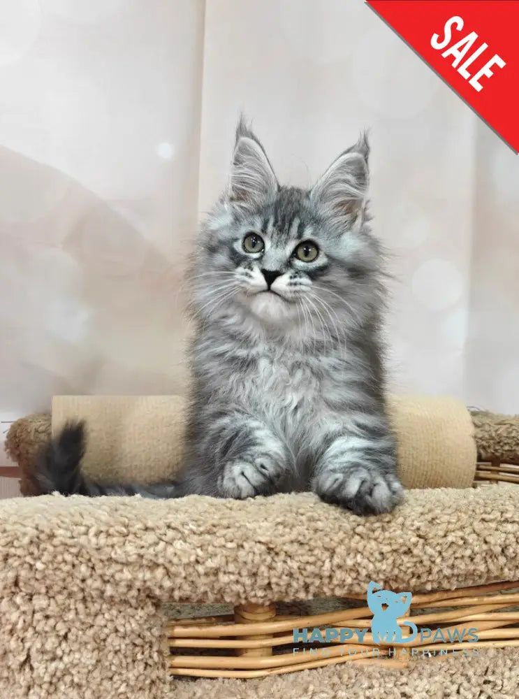 Fleur Maine Coon female black silver spotted tabby live animals