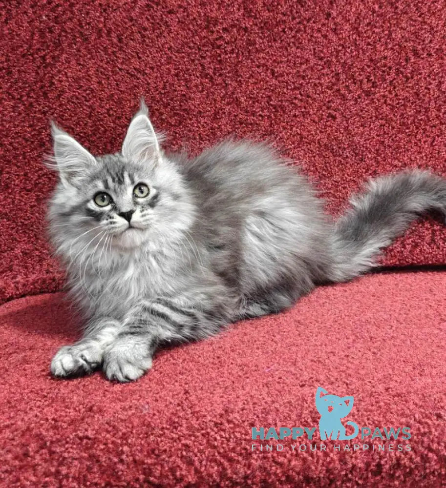 Fleur Maine Coon female black silver spotted tabby live animals